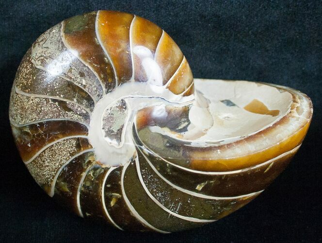 Dark Nautilus Fossil - Tulear, Madagascar #6417
